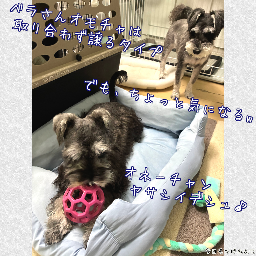 オモチャ気になる