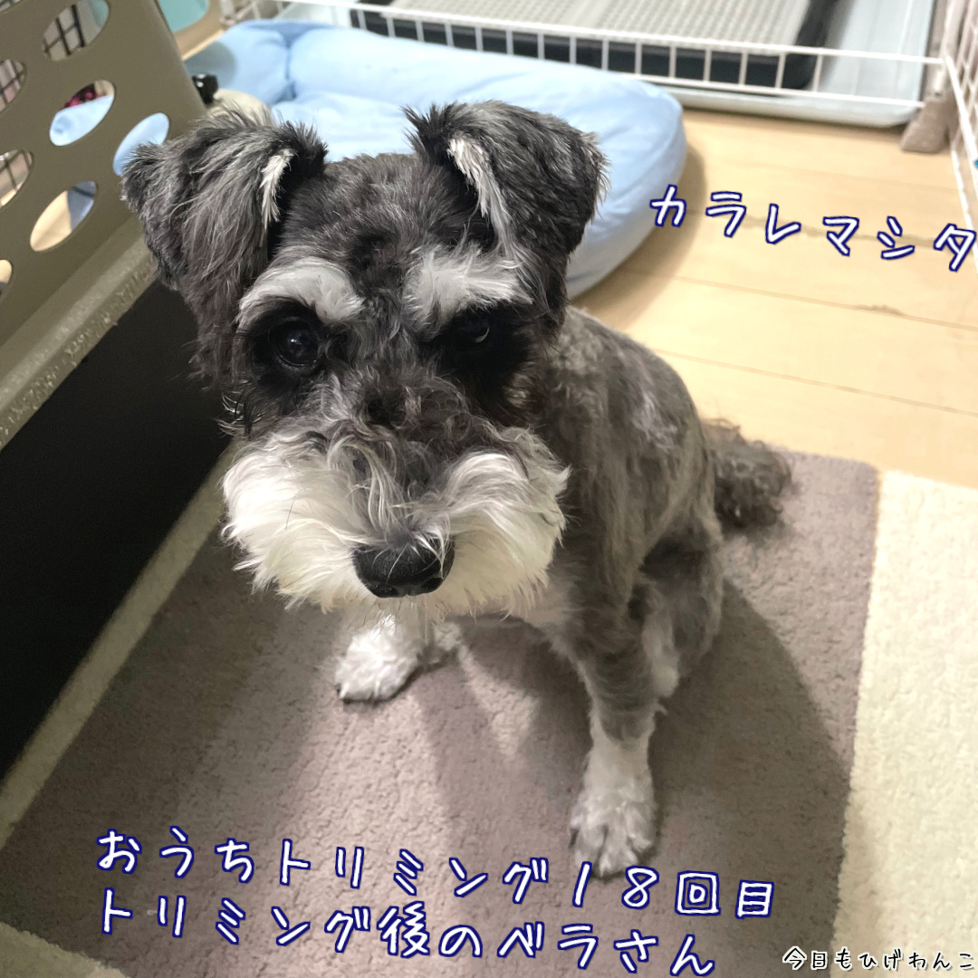 おうちトリミング１８回目