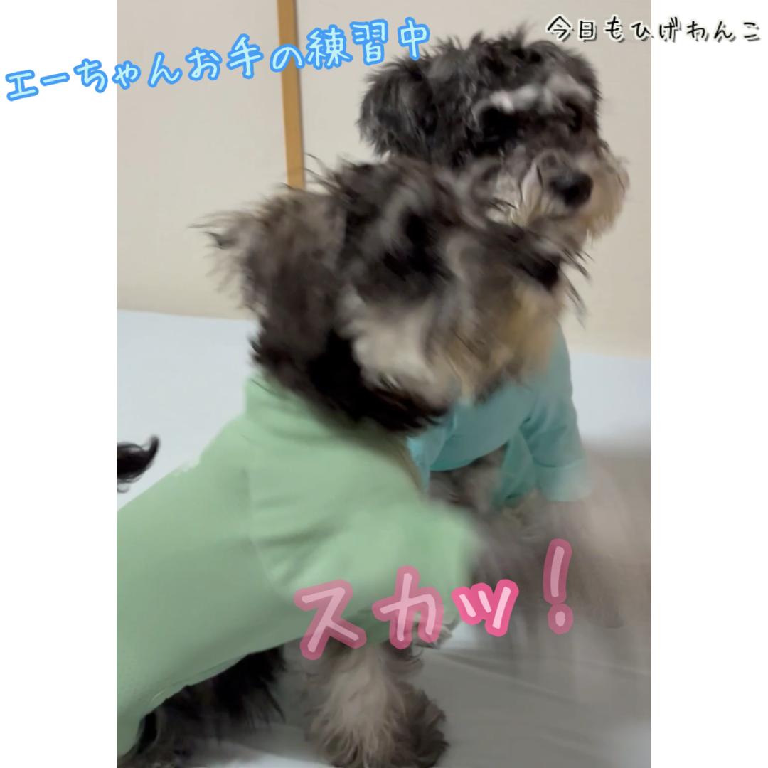 エーちゃんお手練習中