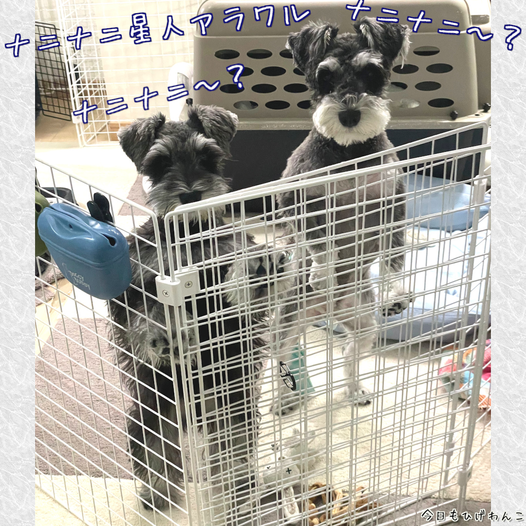 ナニナニ星人アラワル