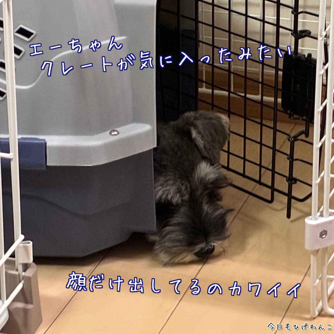 クレート気に入った