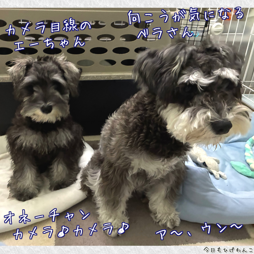 カメラ目線とつれないワンコ