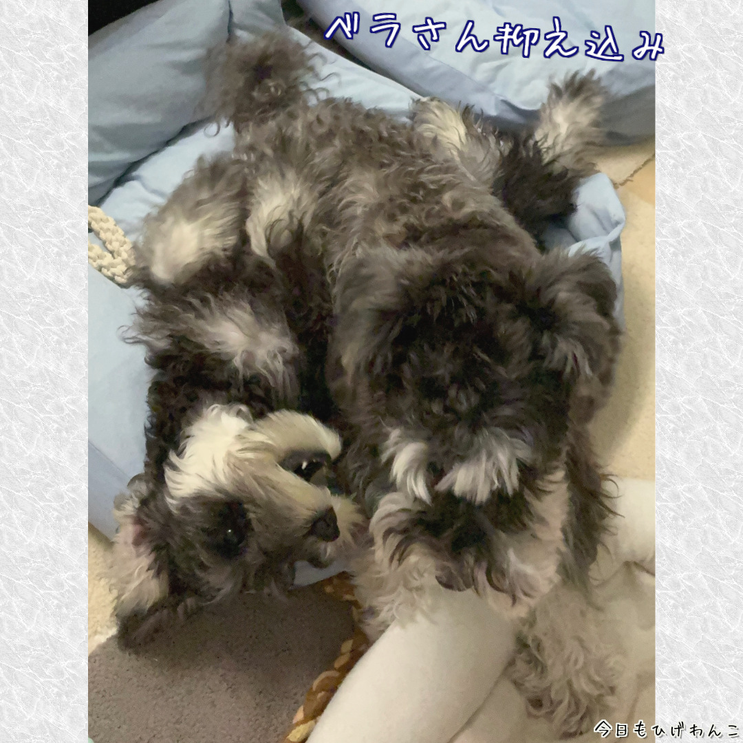 ベラさん抑え込みで勝ち