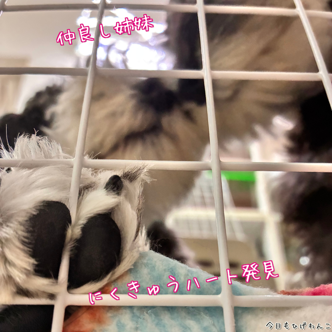 にくきゅうハート