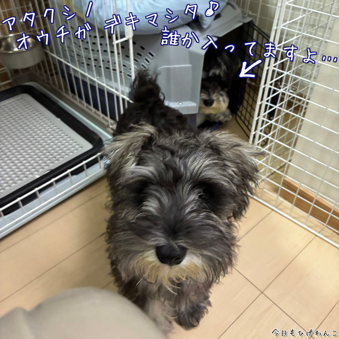 新しいクレート・・・