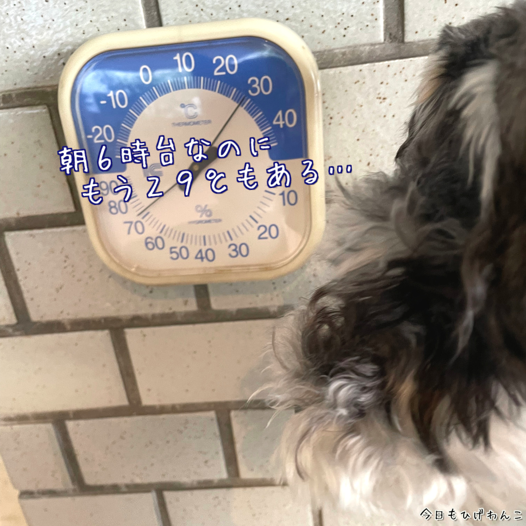 朝から29℃
