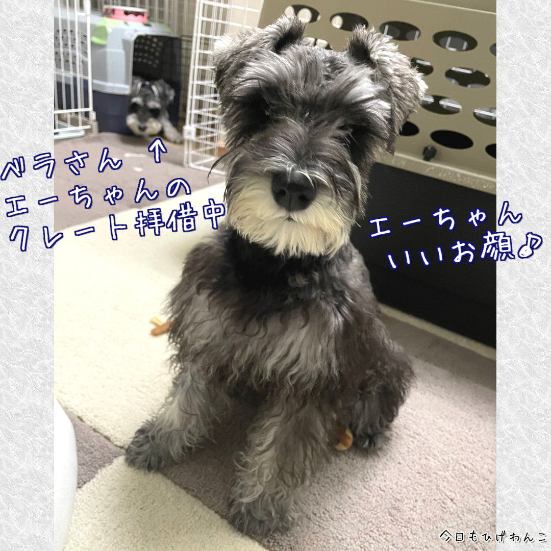 クレート拝借中