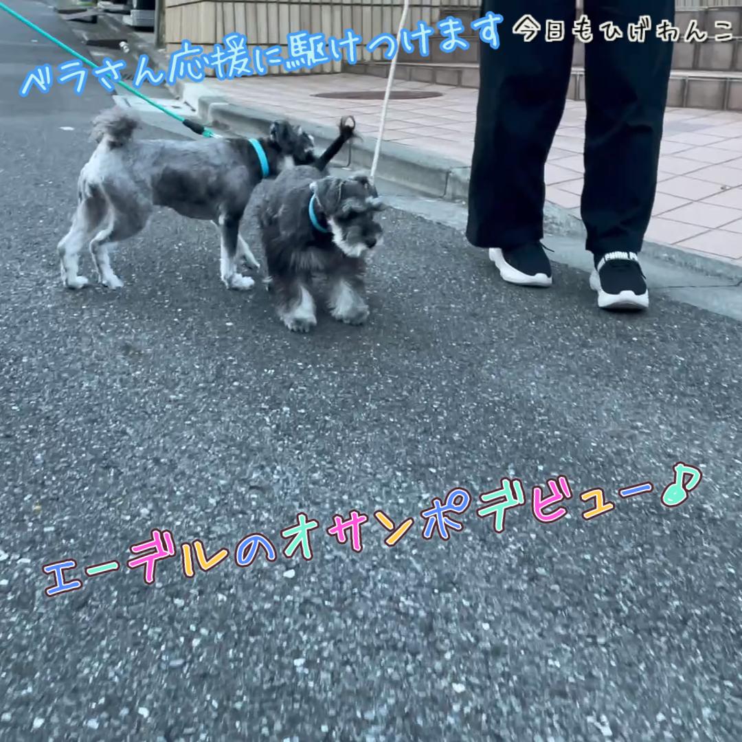 エーデルのオサンポデビュー