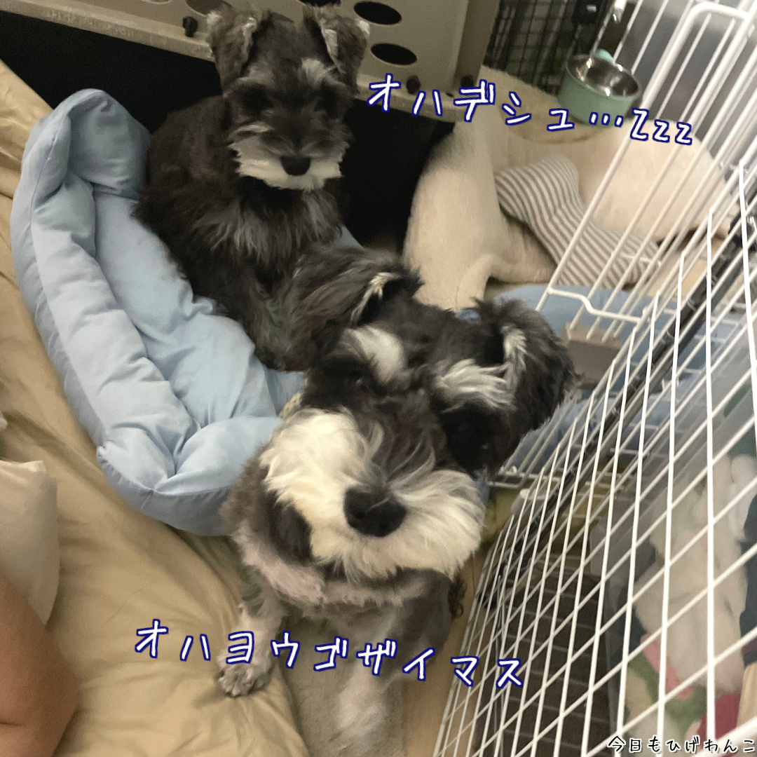 寝起きワンコズ