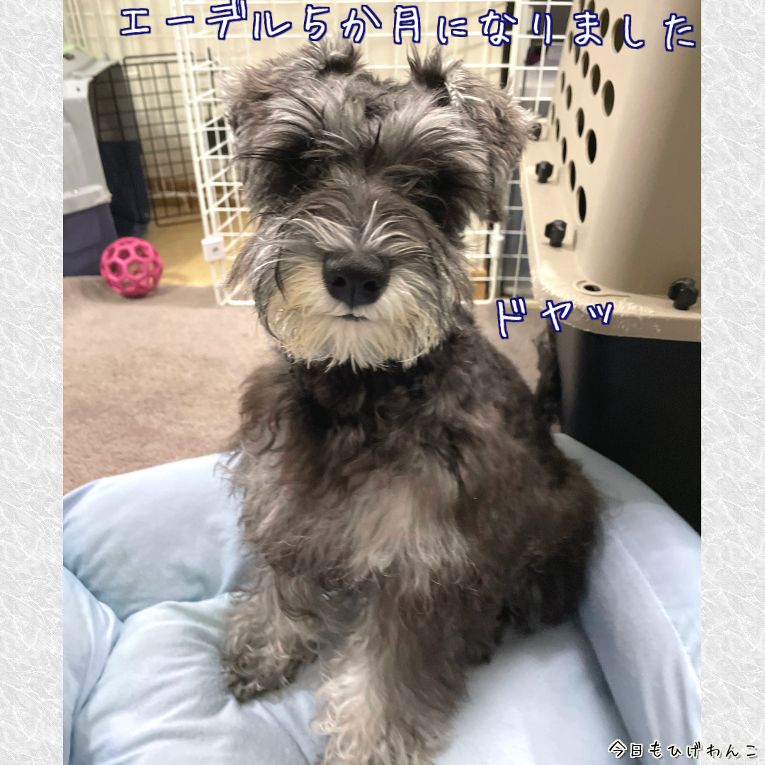 エーちゃん５か月になりました