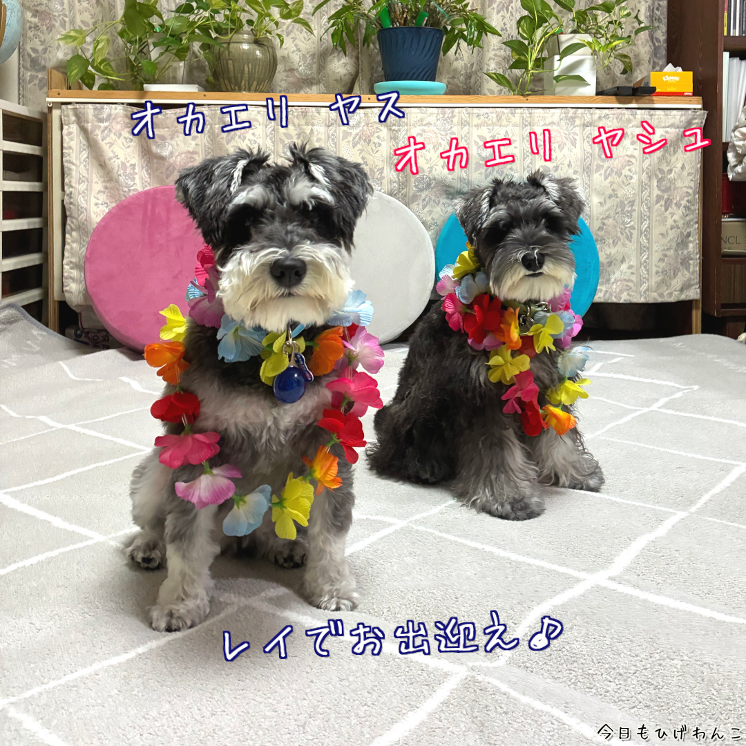 レイをかけてお出迎え