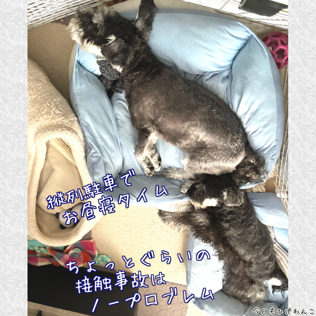 縦列駐車でお昼寝中