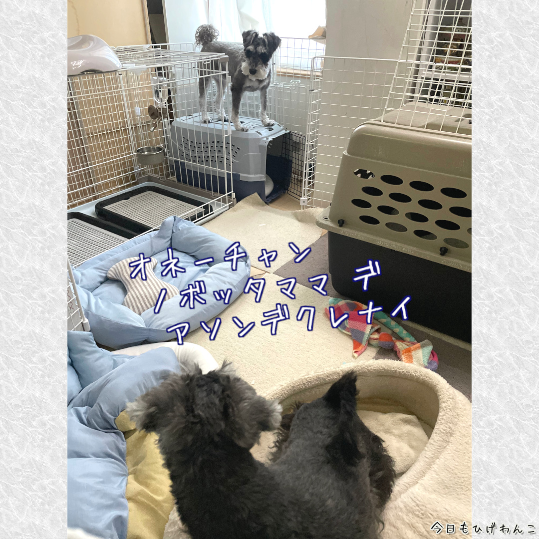 遊んでくれないオネーチャン