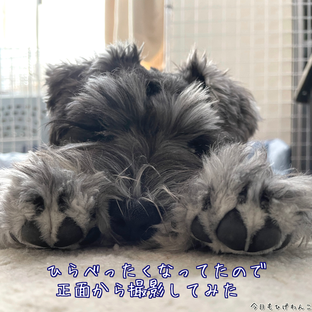 ぐでぐでエーデル