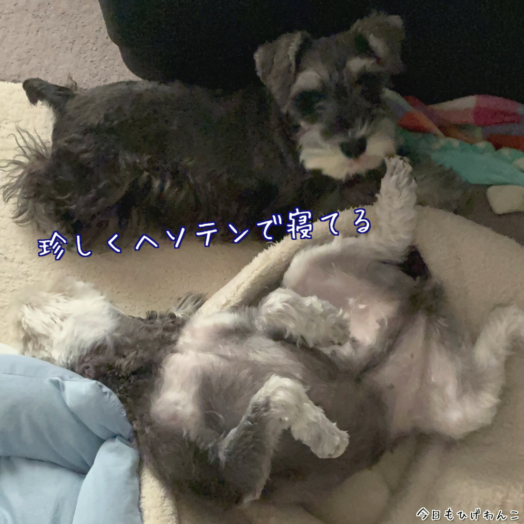 珍しくヘソテン