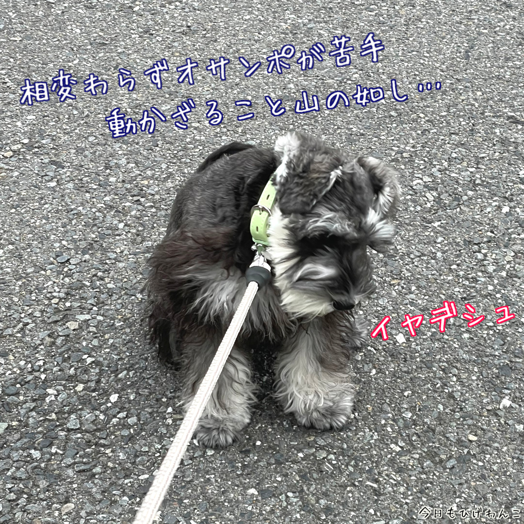 動かざること山の如し