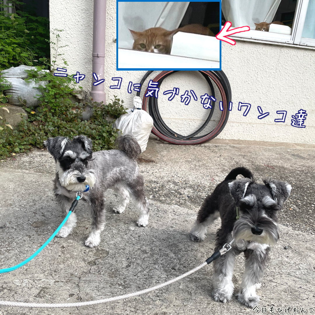 ニャンコに気づいてない