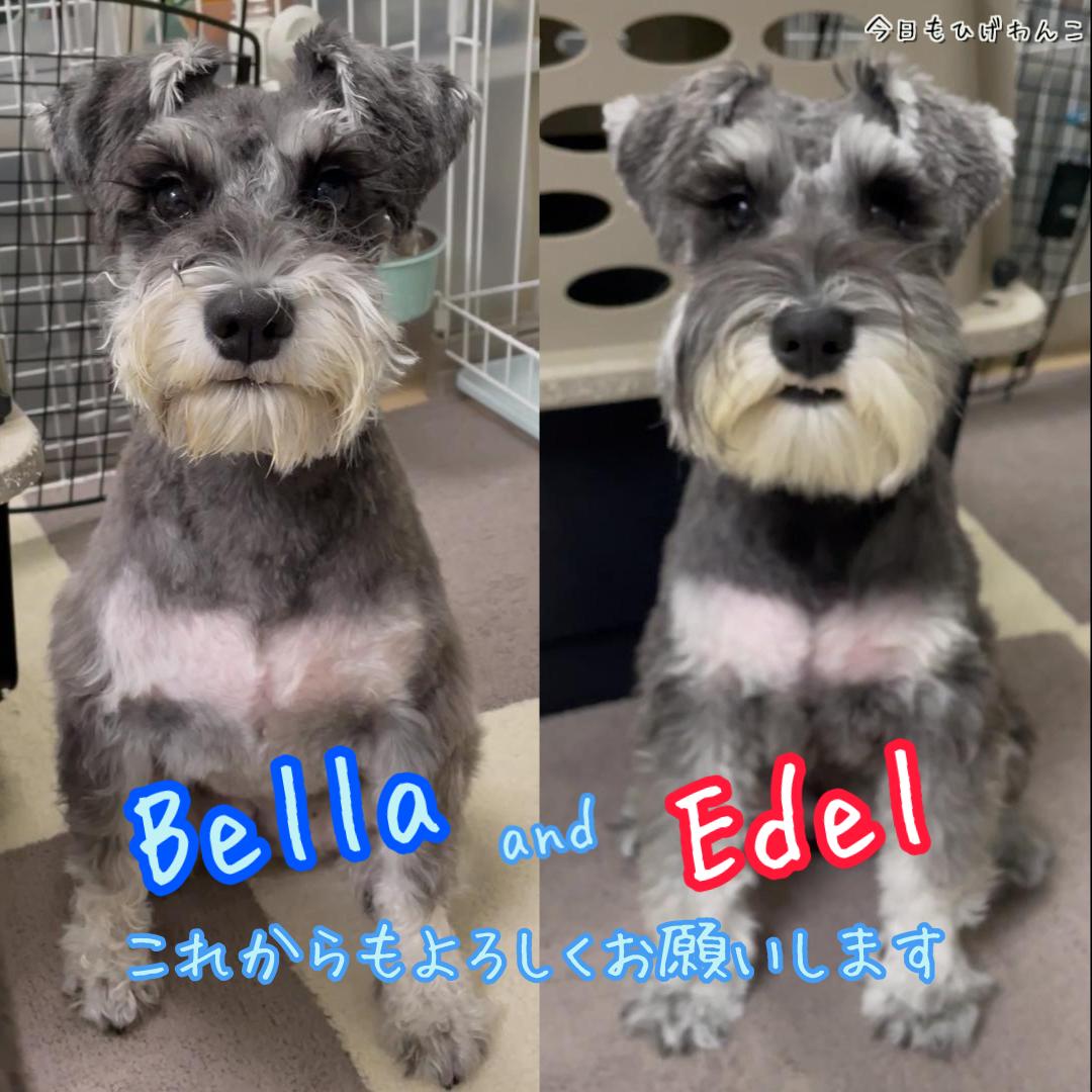 おうちトリミング１９回目！