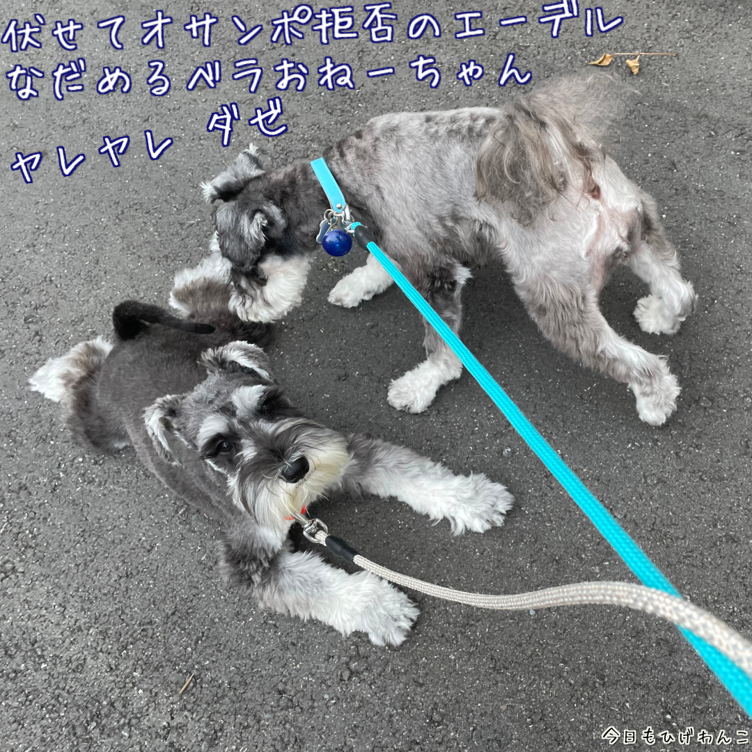 オサンポ拒否中