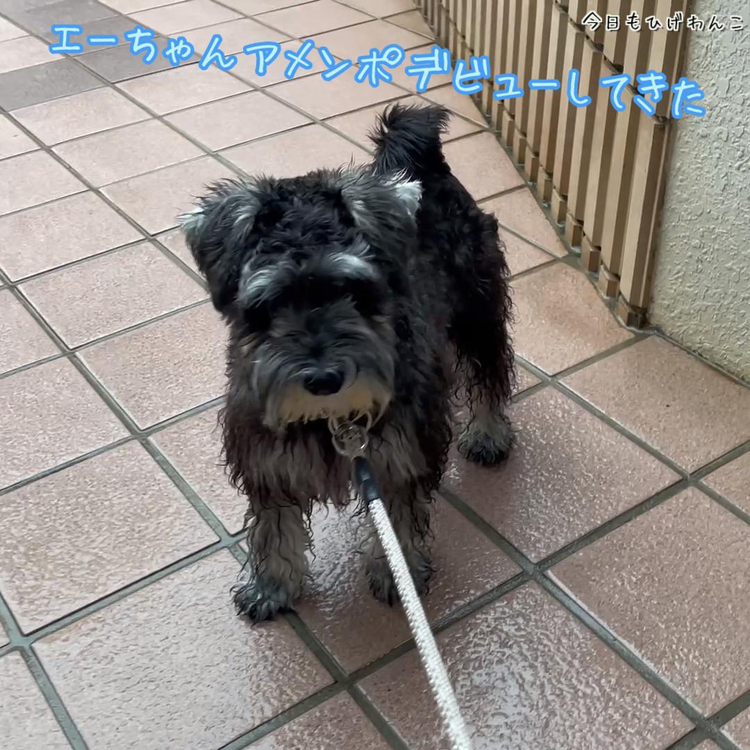 アメンポデビュー