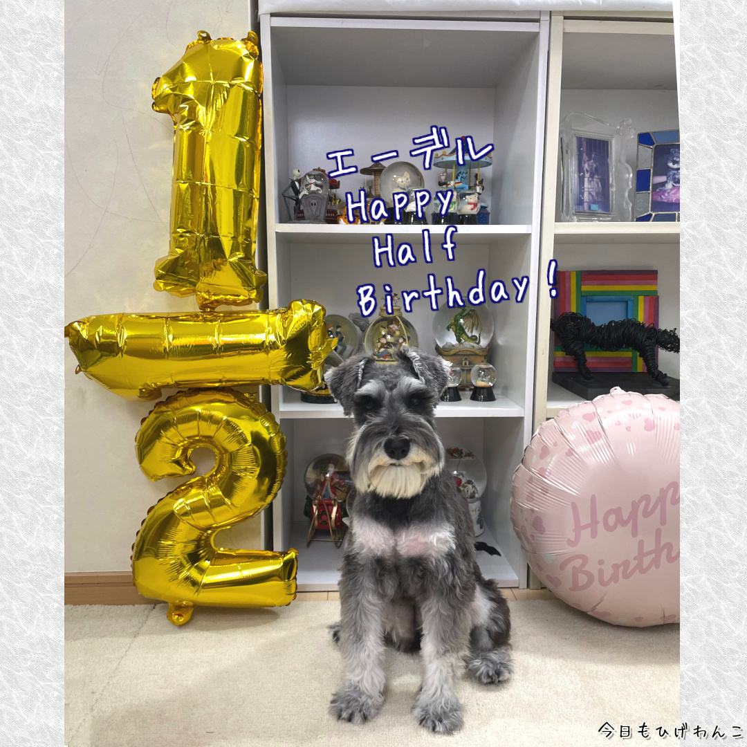 ハッピーハーフバースデー