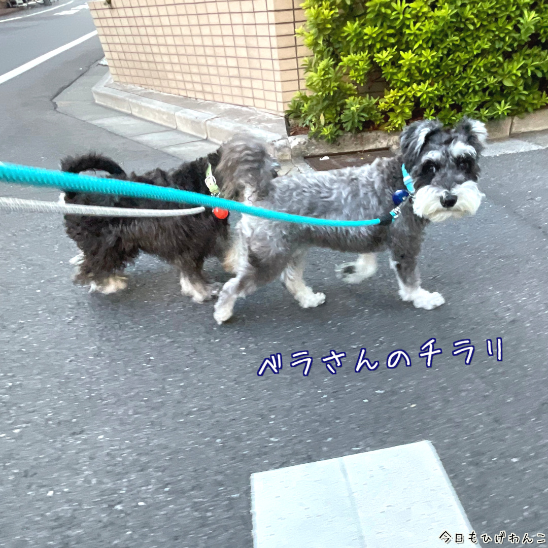 ベラさんチラリ