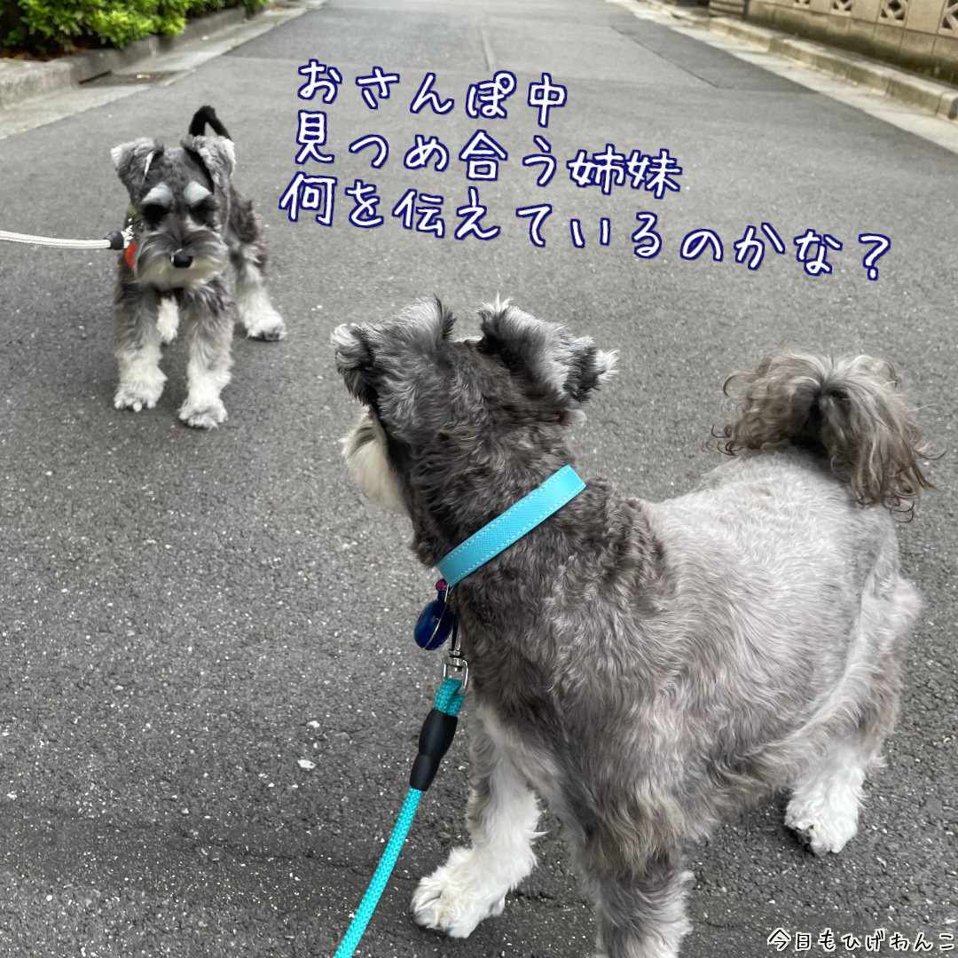 見つめ合う姉妹