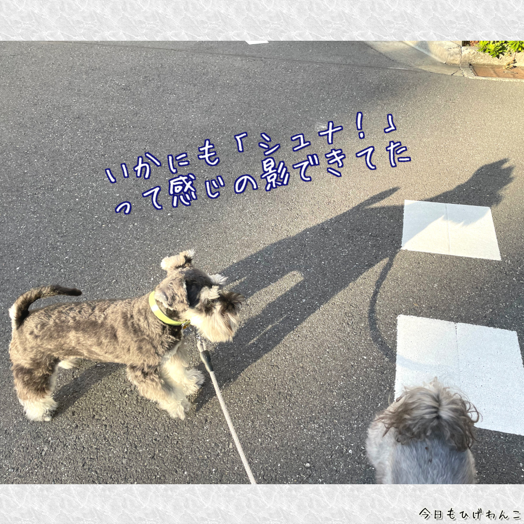 シュナっぽい影