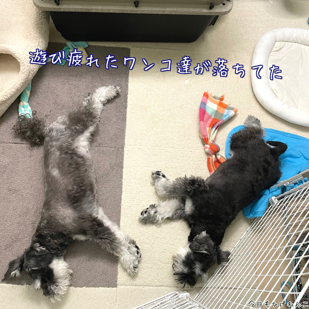 お疲れワンコズ