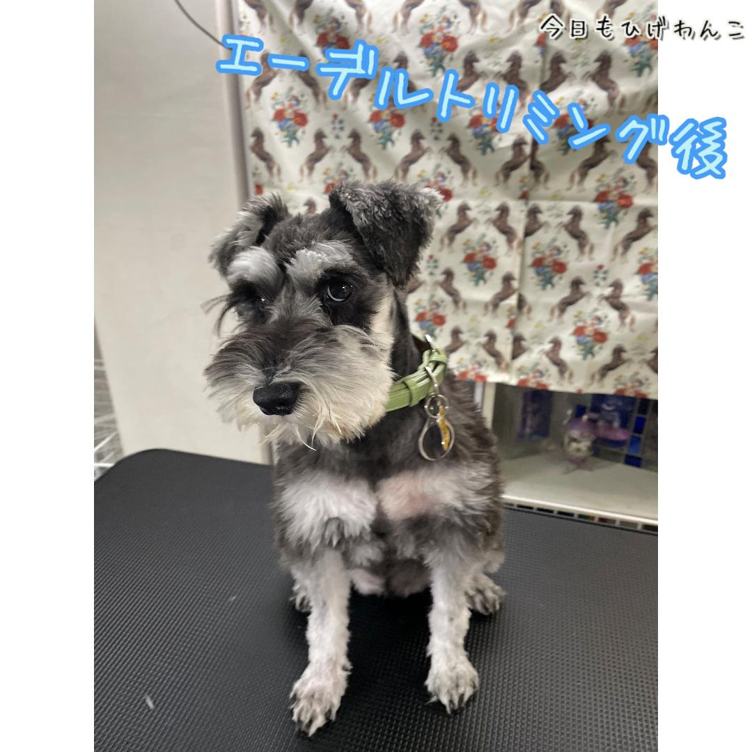 おうちトリミング２０回目～