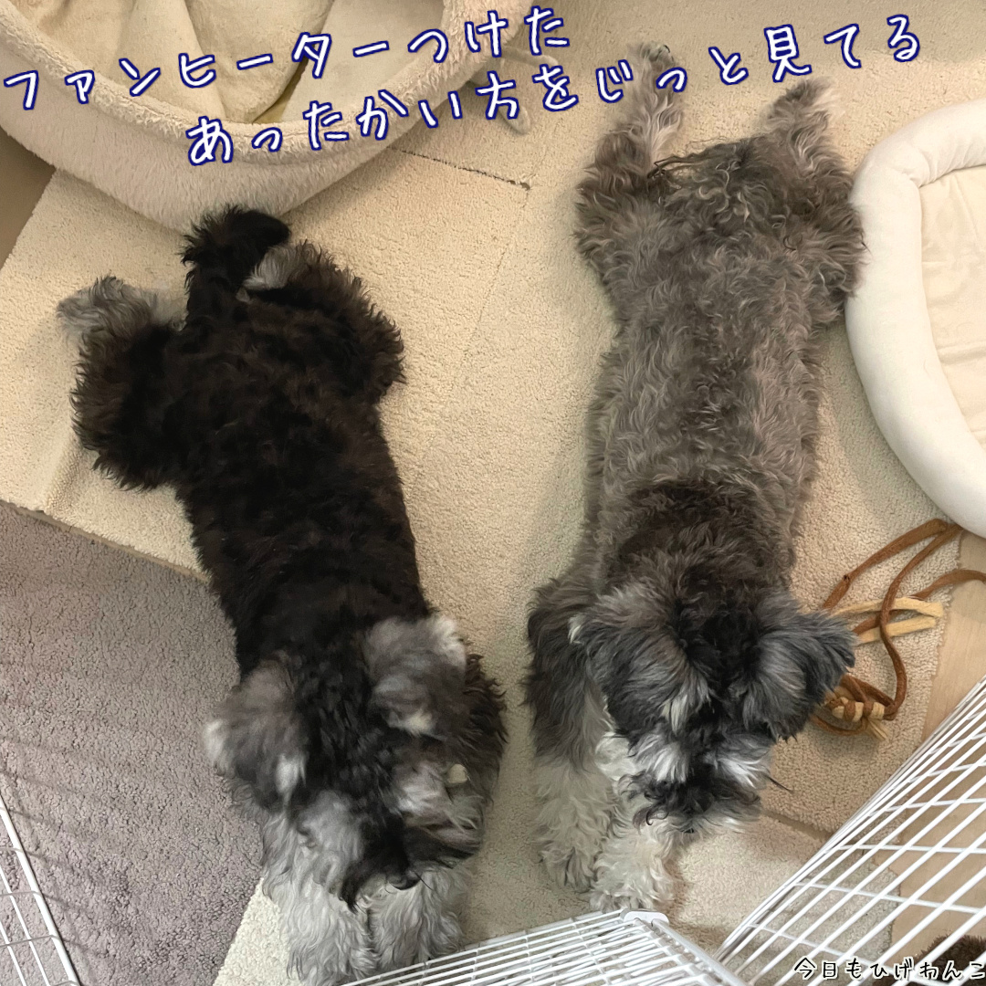 ファンヒーターつけた