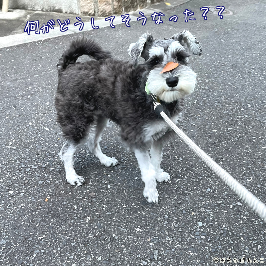 何かどうしてそうなった？