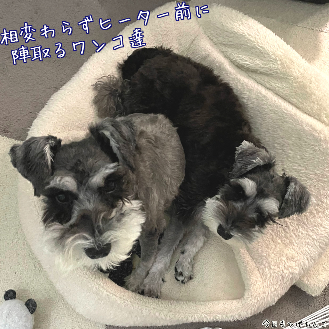 ヒーター前に陣取る