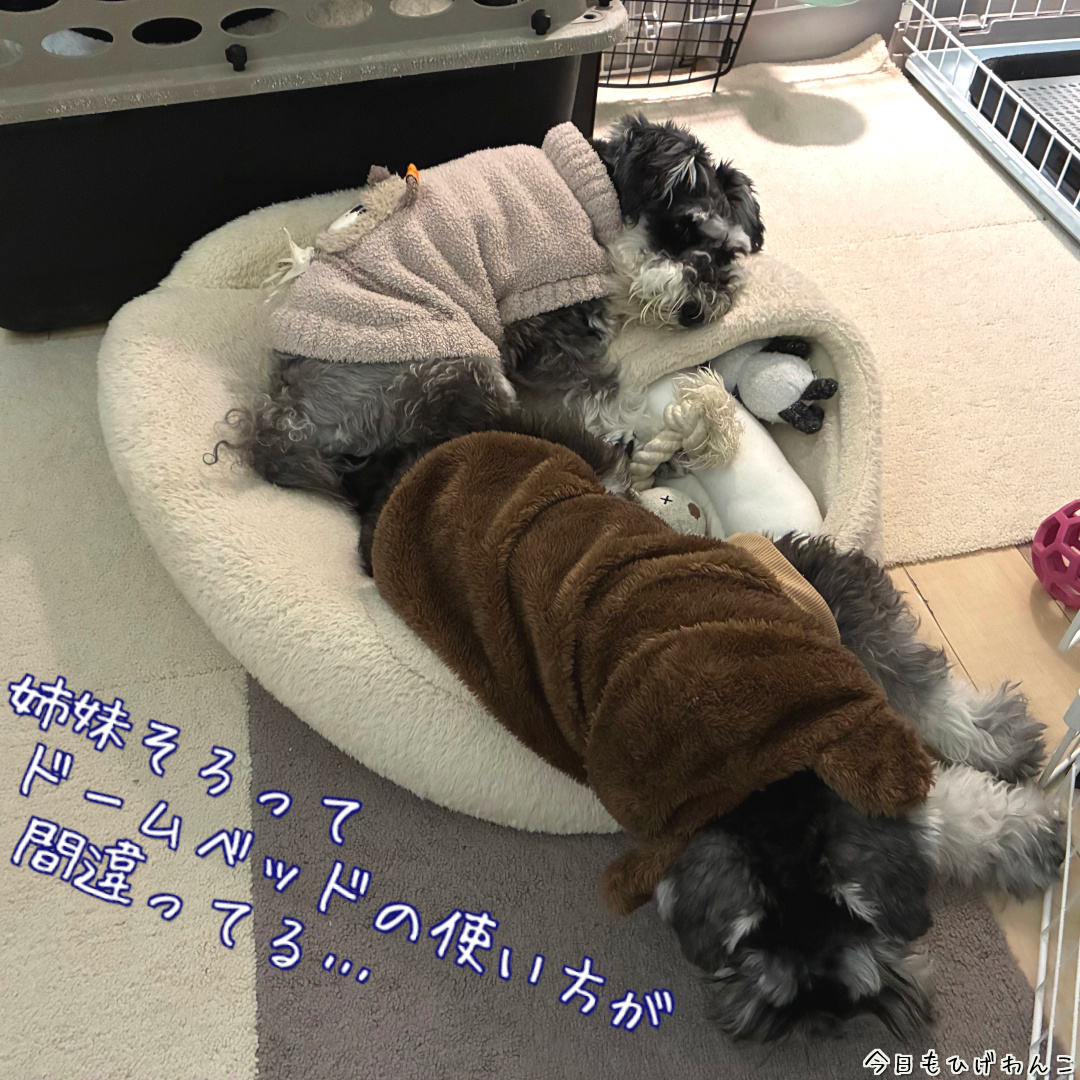 ドームベッドのt飼い方・・・