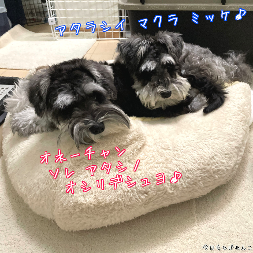 アタラシイマクラ・・・