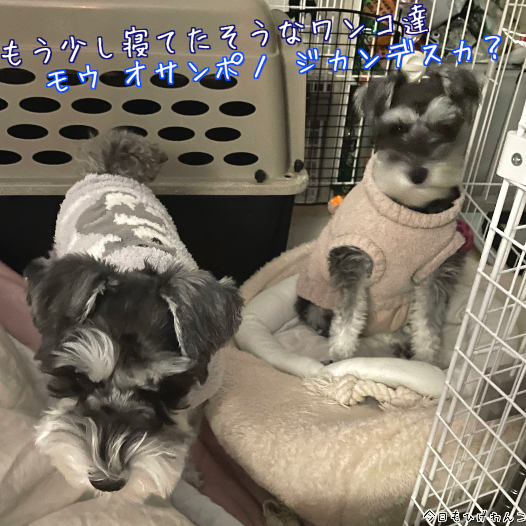 モウ オサンポ？