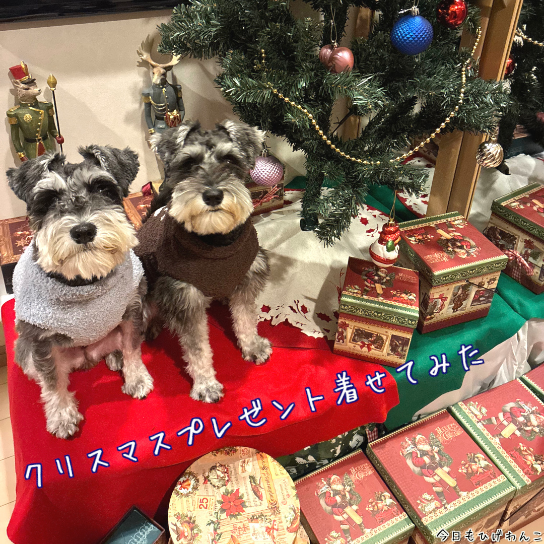 クリスマスプレゼント着せてみた