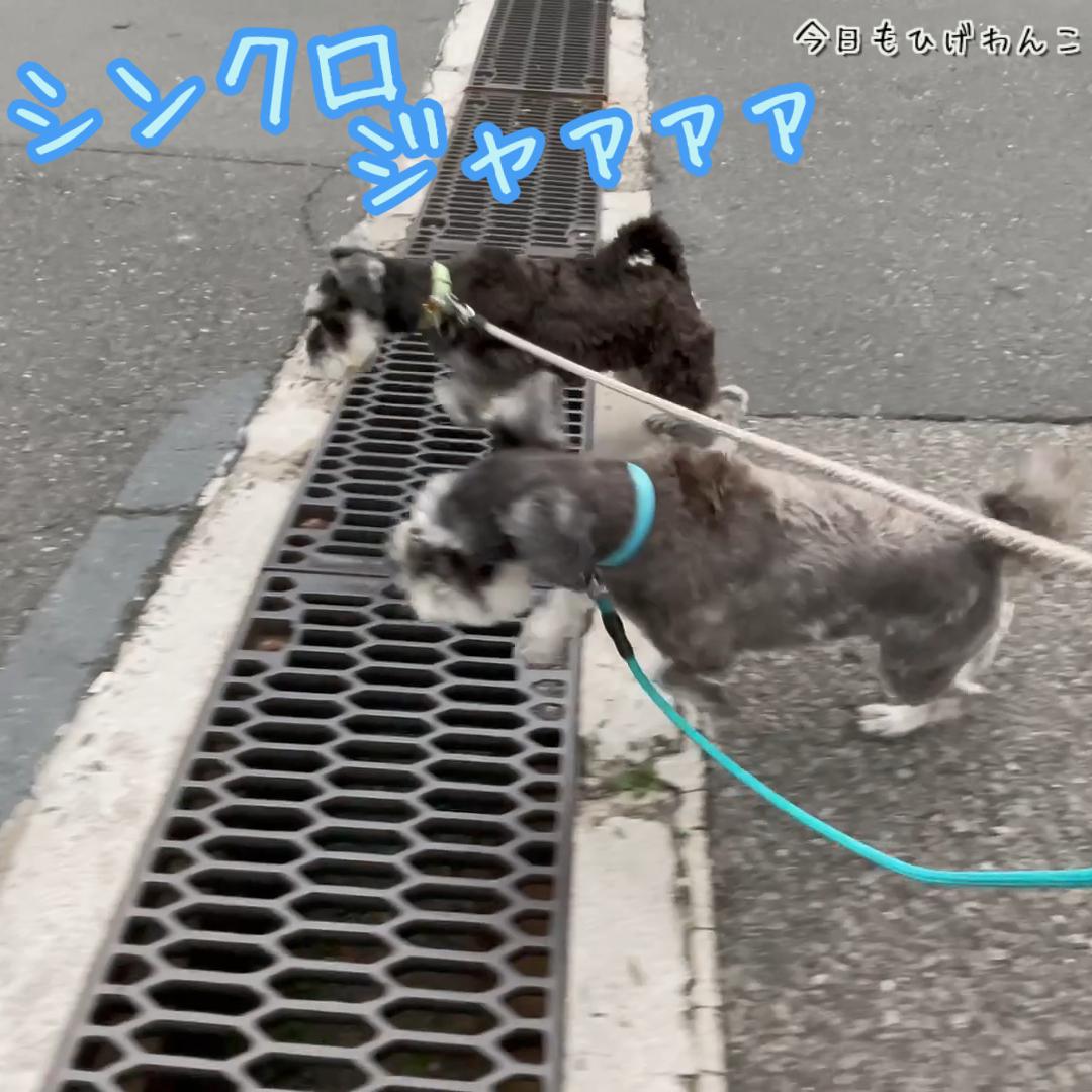 シンクロジャンプ！