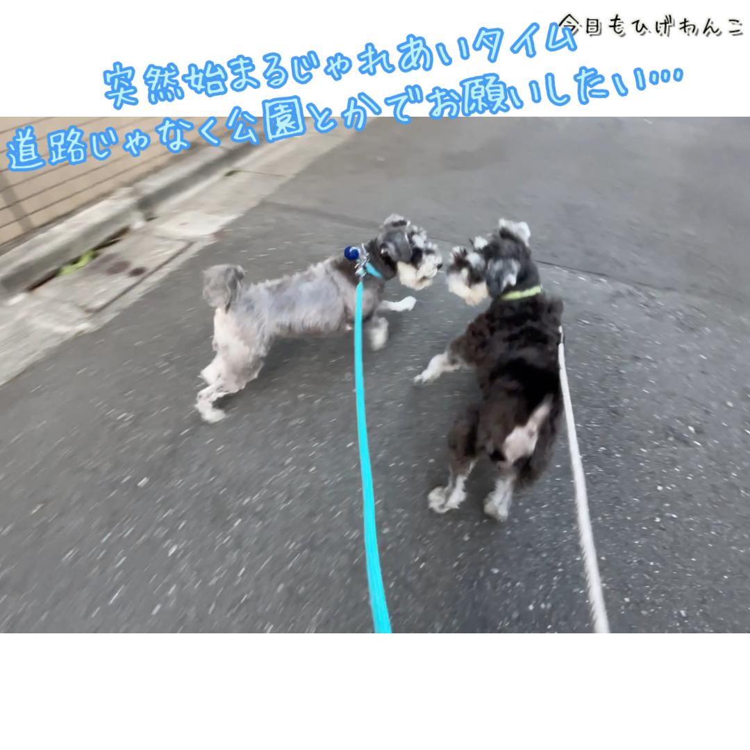 突然始まるじゃれあいタイム！