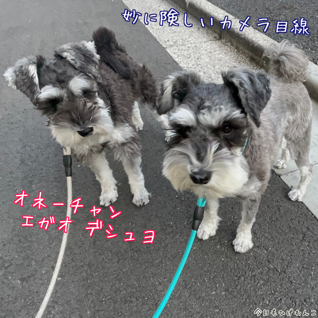 険しいカメラ目線