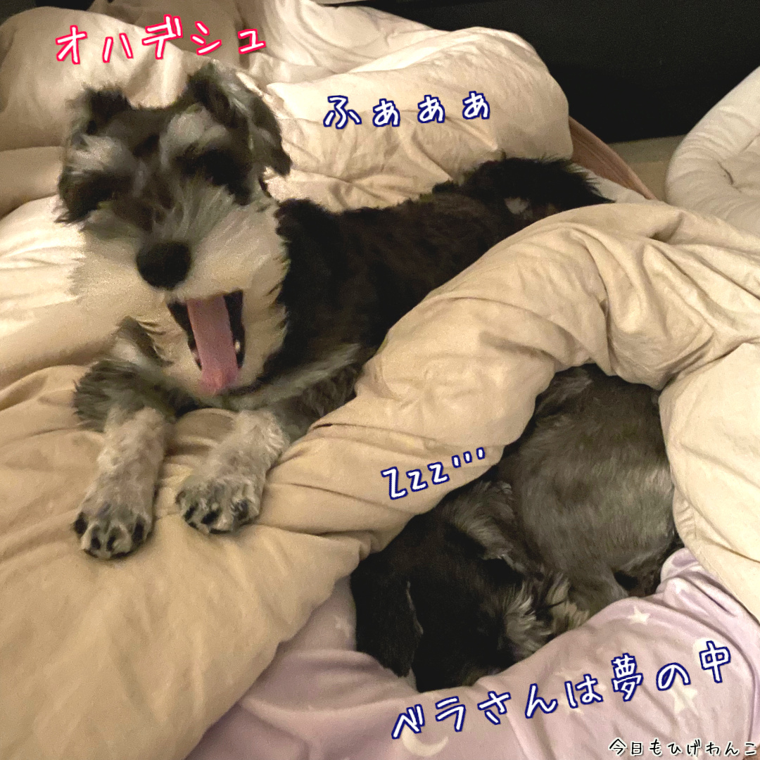 早起きワンコ、お寝坊ワンコ