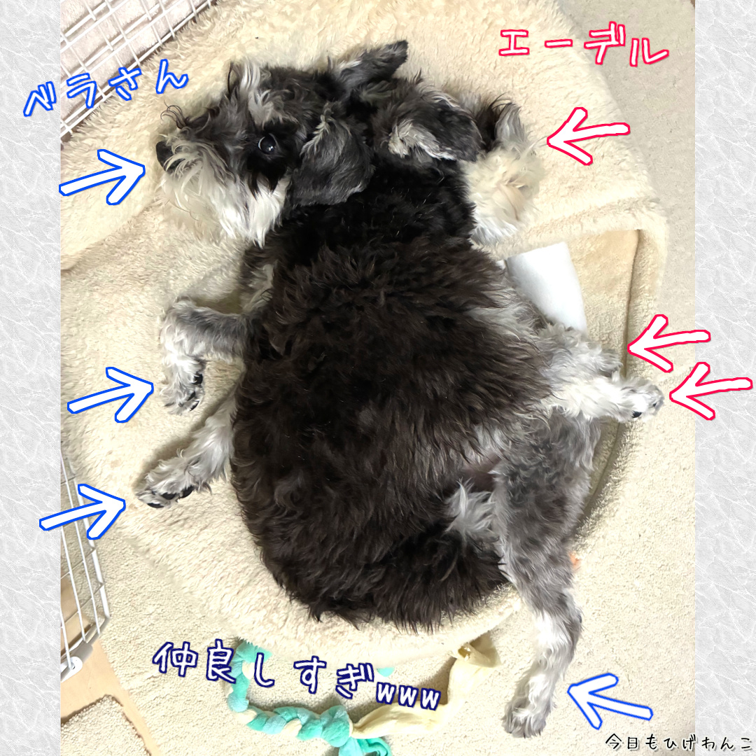 未確認黒い物体