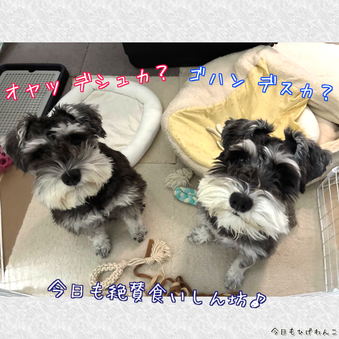 今日も食いしん坊♪