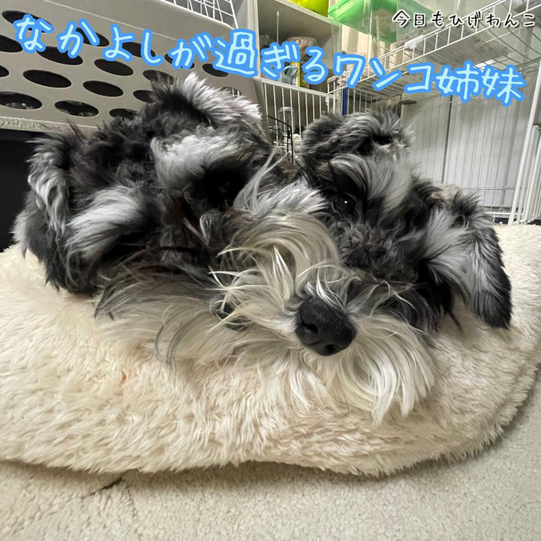 なかよしが過ぎる姉妹