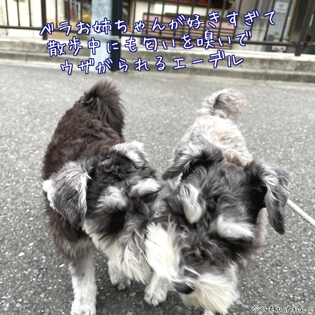 ウザがれられるエーデル