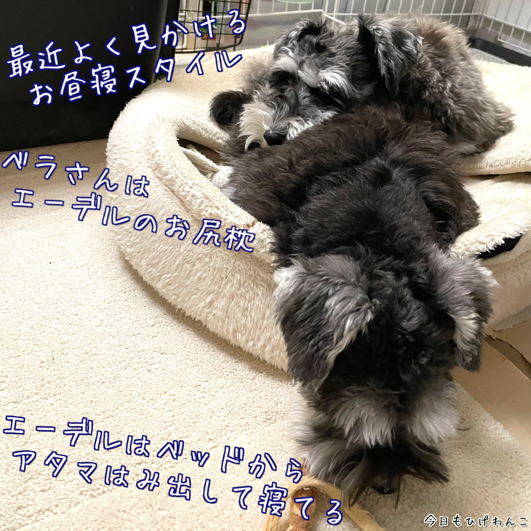 最近のお昼寝スタイル