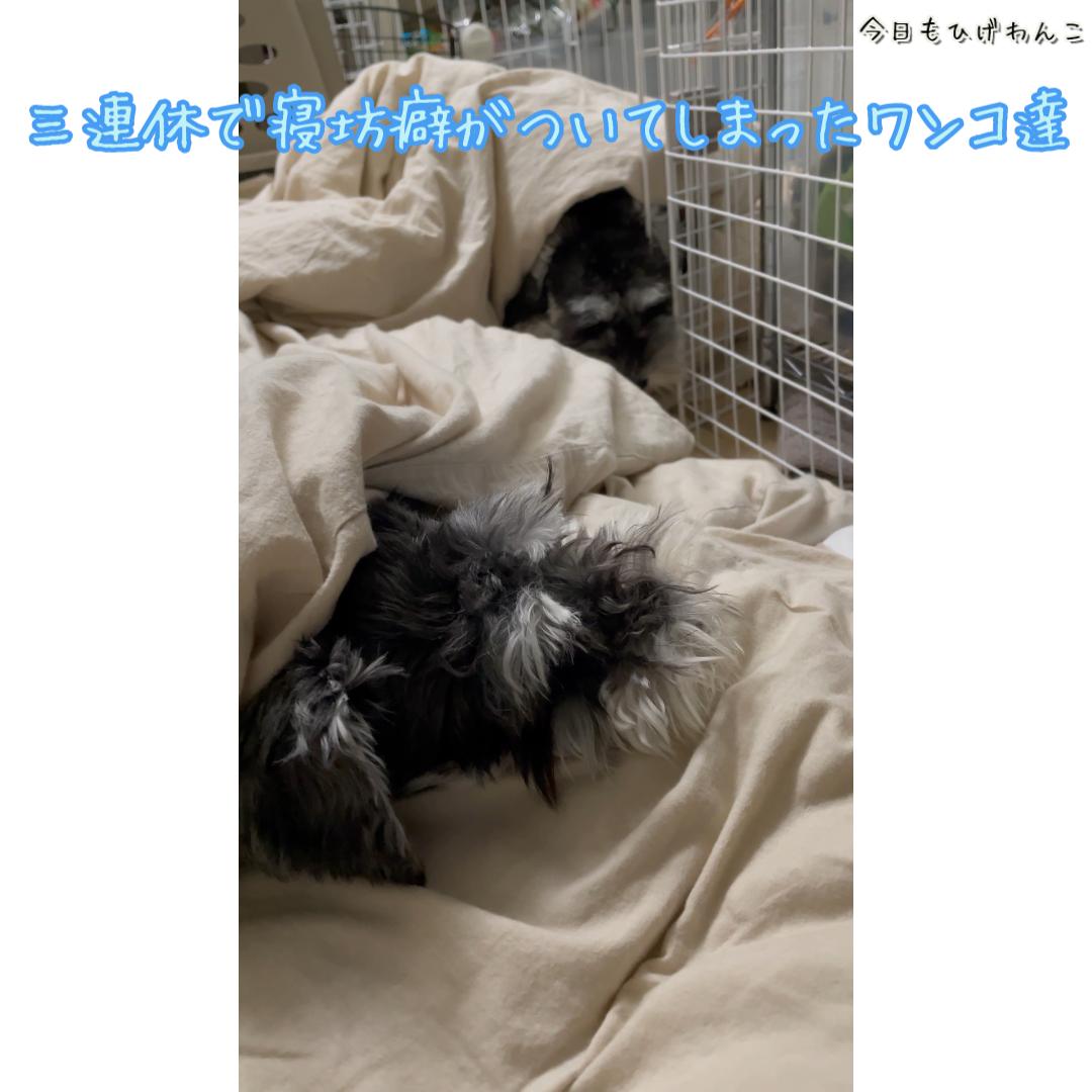 三連休で寝坊癖・・・