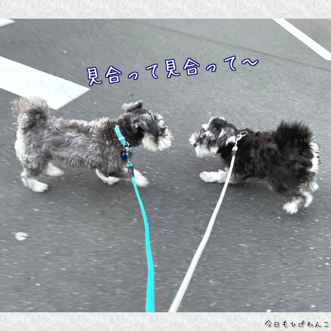 見合って見合って～