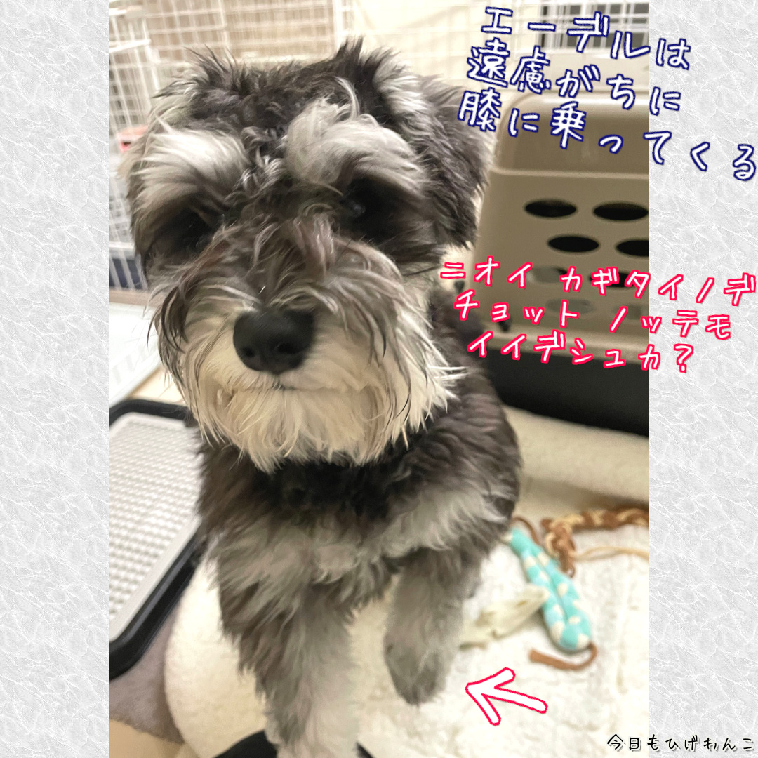 膝に乗るときは遠慮がち