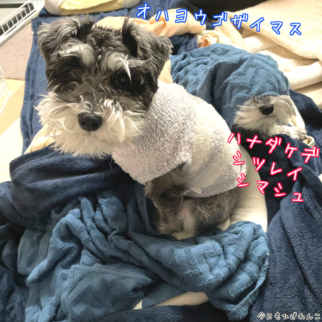 たまにはこんなオハヨウも